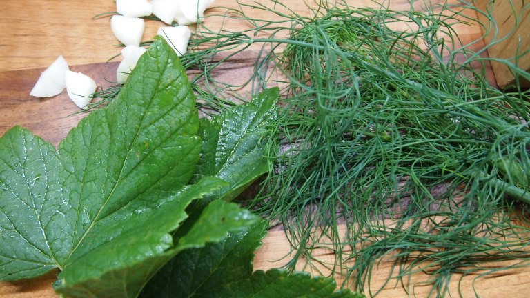 avomaankurkku, maustekurkku, kurkun säilöntä